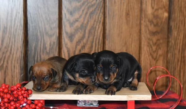 Pinscher Nani 2 maschi  1 femmina | Foto 0