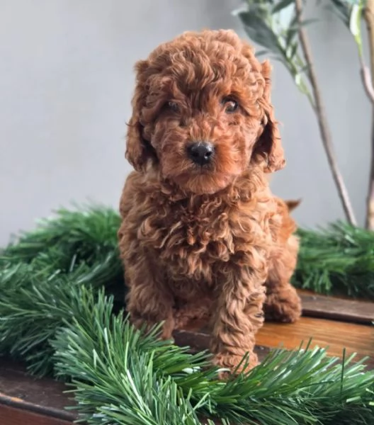 adorabili cuccioli di Goldendoodle Mini F1BB  | Foto 0