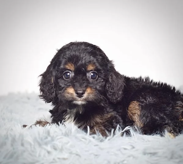 adorabile Mini Cavapoo