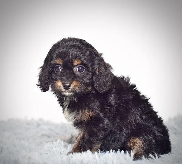 adorabile Mini Cavapoo | Foto 0