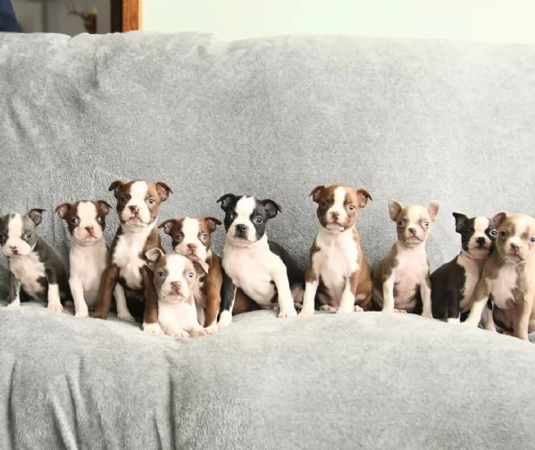 cucciolo di Boston Terrier