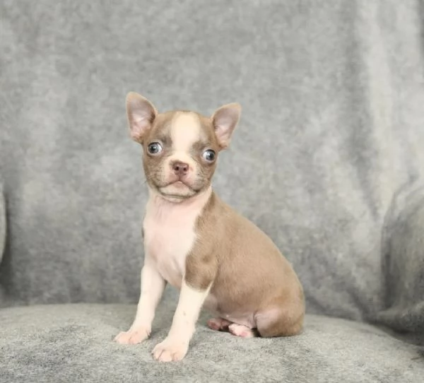 cucciolo di Boston Terrier | Foto 0