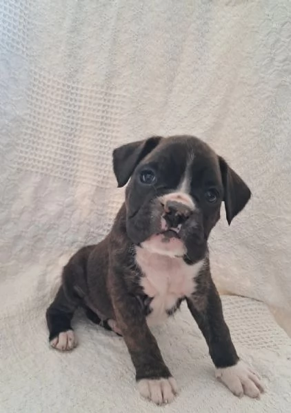 Bellissimi cuccioli di boxer saltellanti