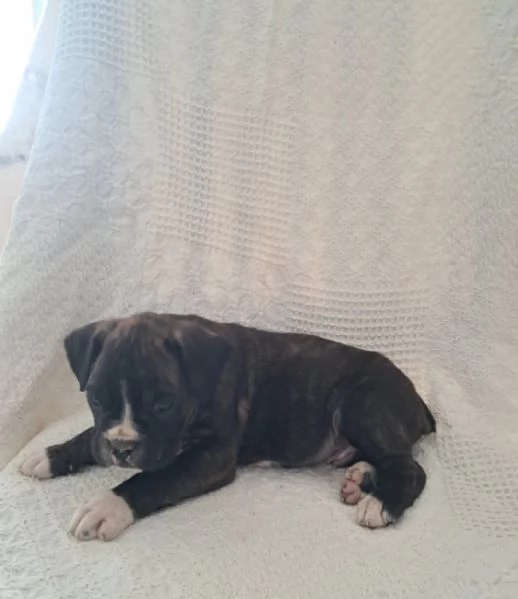 Bellissimi cuccioli di boxer saltellanti | Foto 0