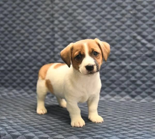 cuccioli di Jack Russell Terrier  | Foto 0