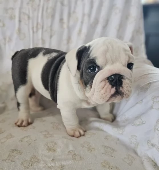 bulldog inglese  | Foto 0