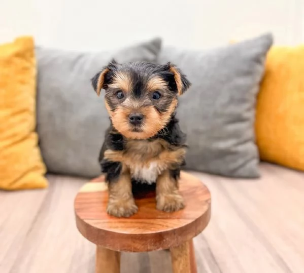 Yorkie cuccili | Foto 0
