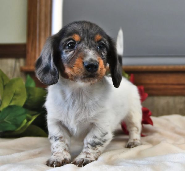 Cuccioli di Basset Hound