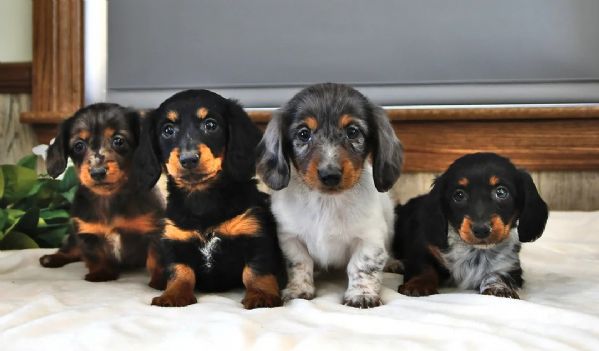 Cuccioli di Basset Hound | Foto 0