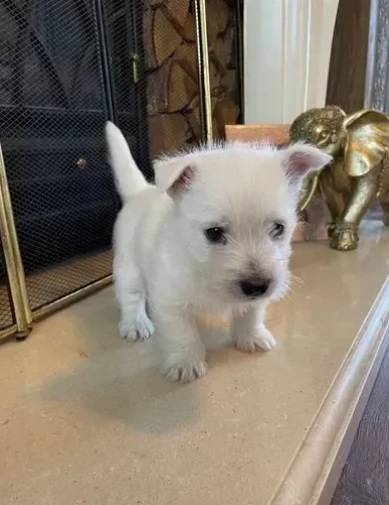 Splendidi cuccioli di west highland terrier