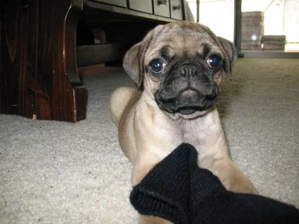 Bellissimi cuccioli di Carlino
