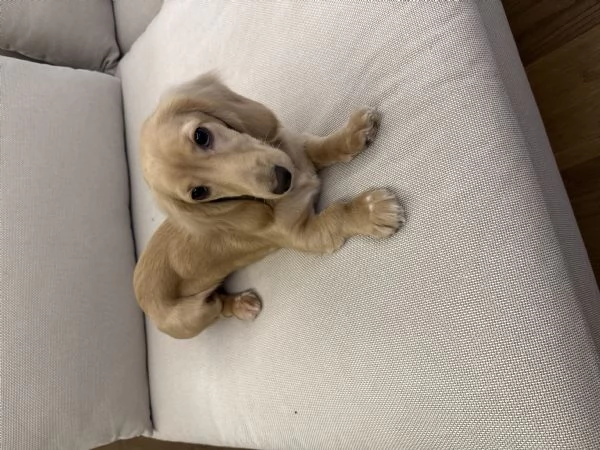 Vendo bassotto  | Foto 3