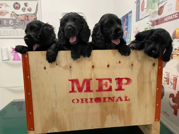 Vendo cuccioli cocker spaniel 