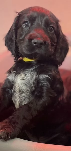 Vendo cuccioli cocker spaniel  | Foto 2