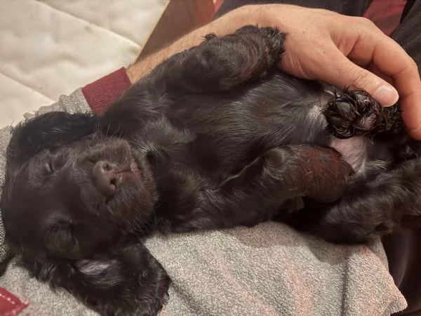 Vendo cuccioli cocker spaniel  | Foto 1