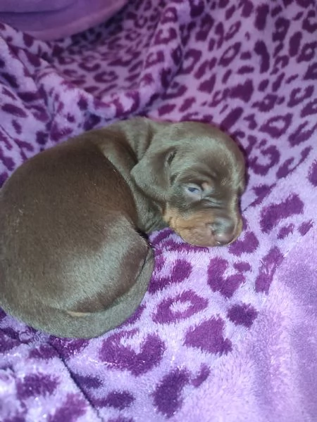 Cuccioli di bassotto nano 