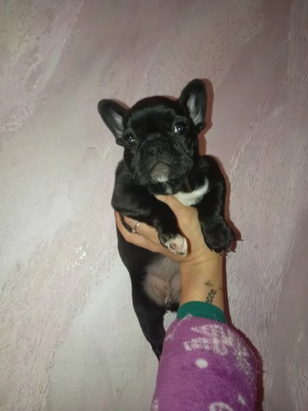 Cuccioli bulldog francese 