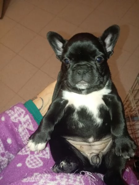 Cuccioli bulldog francese  | Foto 0