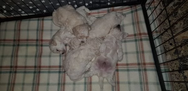 Bichon frisegrave a poil 