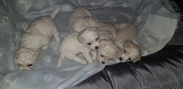 Bichon frisegrave a poil  | Foto 3