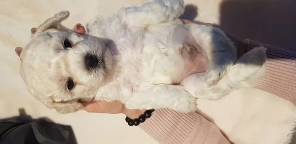 Bichon frisegrave a poil 