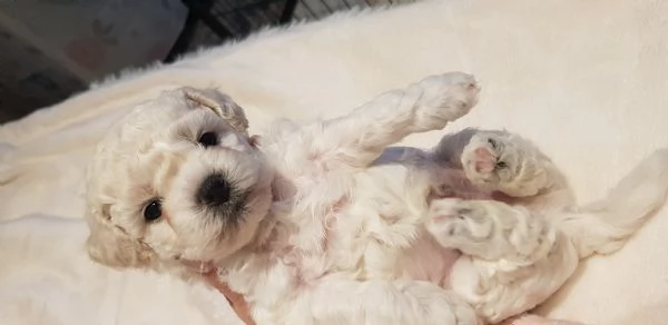 Bichon frisegrave a poil  | Foto 1