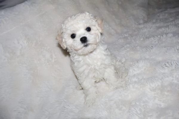 BICHON A PograveIL FRISegrave  | Foto 4