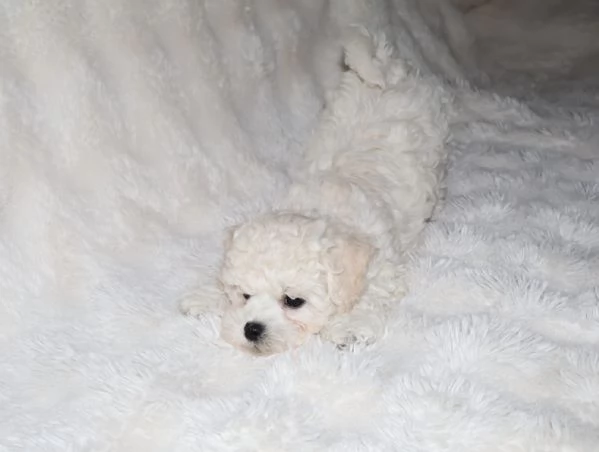 BICHON A PograveIL FRISegrave  | Foto 3