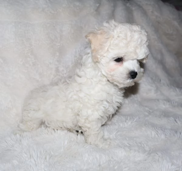 BICHON A PograveIL FRISegrave  | Foto 2