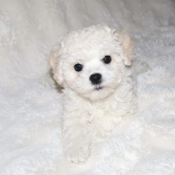 BICHON A PograveIL FRISegrave  | Foto 1