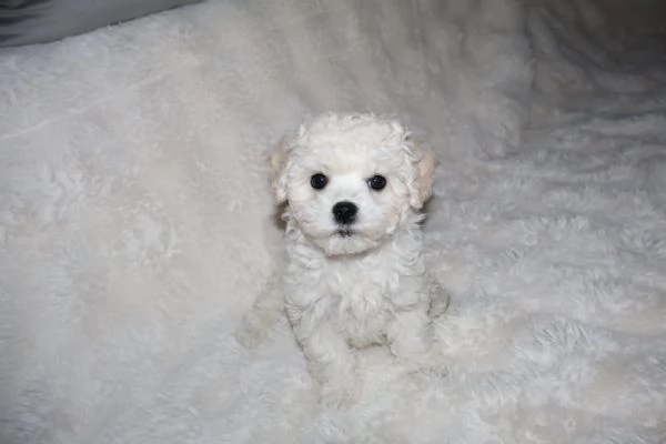 BICHON A PograveIL FRISegrave  | Foto 0