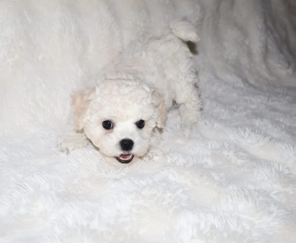 BICHON A PograveIL FRISegrave 