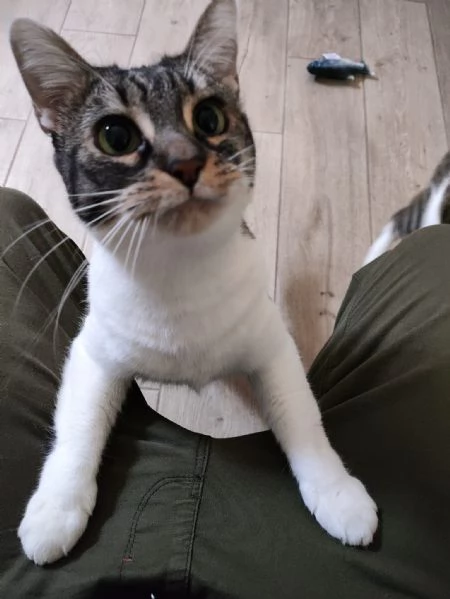 Europei dolcissimi cercano casa