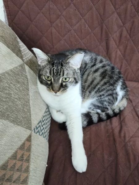 Europei dolcissimi cercano casa | Foto 2