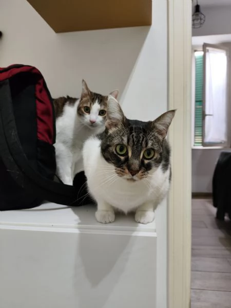 Europei dolcissimi cercano casa | Foto 1