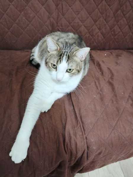 Europei dolcissimi cercano casa | Foto 0