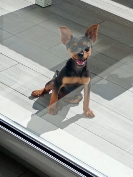 Cane pincher 2 mesi maschio