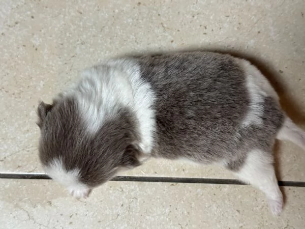 Vendita cuccioli di chihuahua  | Foto 3