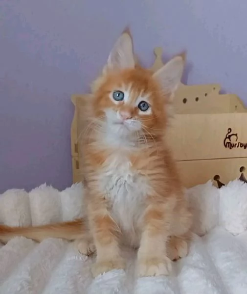 Maine coon cuccioli 