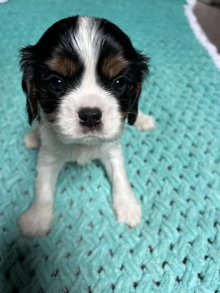 Cuccioli Cavalier King Charles Spaniel  Milano