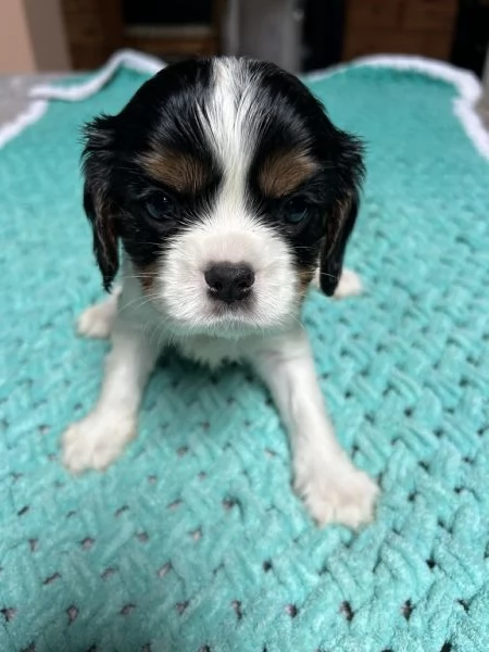 Cuccioli Cavalier King Charles Spaniel  Milano | Foto 2