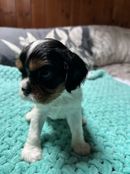 Cuccioli Cavalier King Charles Spaniel  Milano | Foto 0