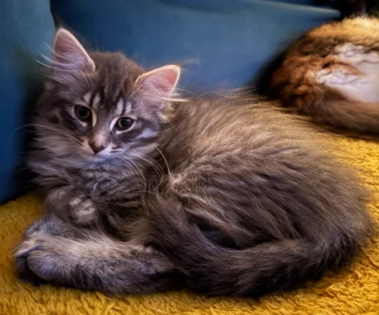 Adorabili gattini norvegese delle foreste 