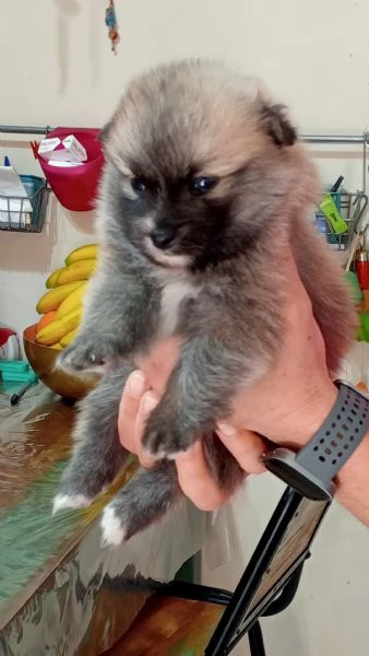 Cuccioli di Spitz  | Foto 2