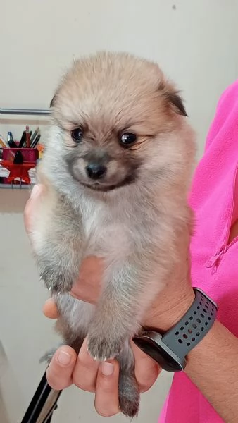 Cuccioli di Spitz  | Foto 1