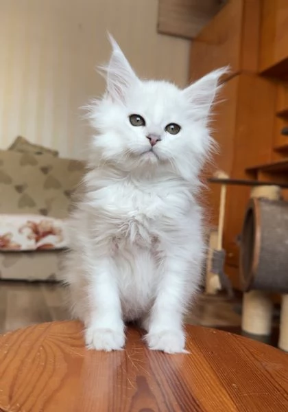 Due Cuccioli Main Coon