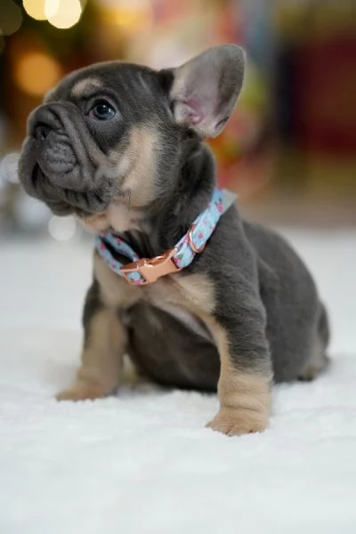 Cuccioli di Bulldog Francese Sani e Ben Socializzati