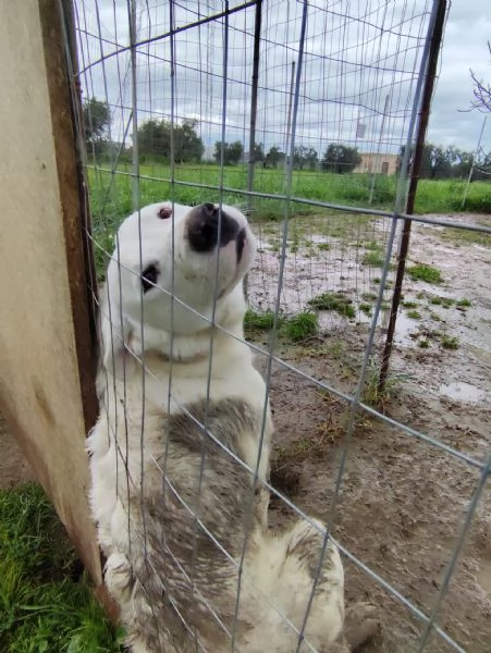 Dolce cucciolo di 10 mesi  20 kg