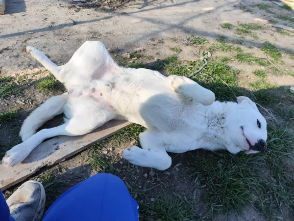 Dolce cucciolo di 10 mesi  20 kg | Foto 3