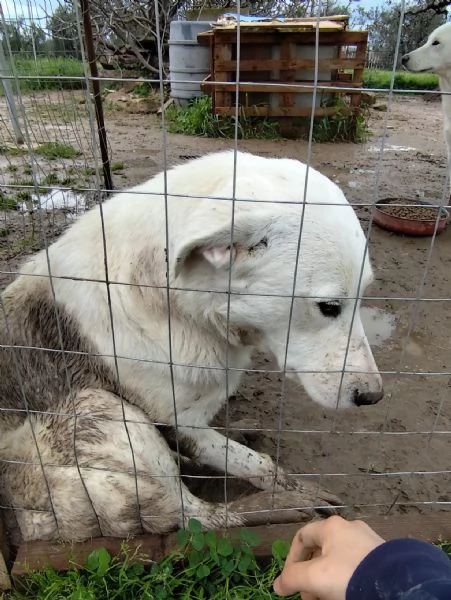 Dolce cucciolo di 10 mesi  20 kg | Foto 1